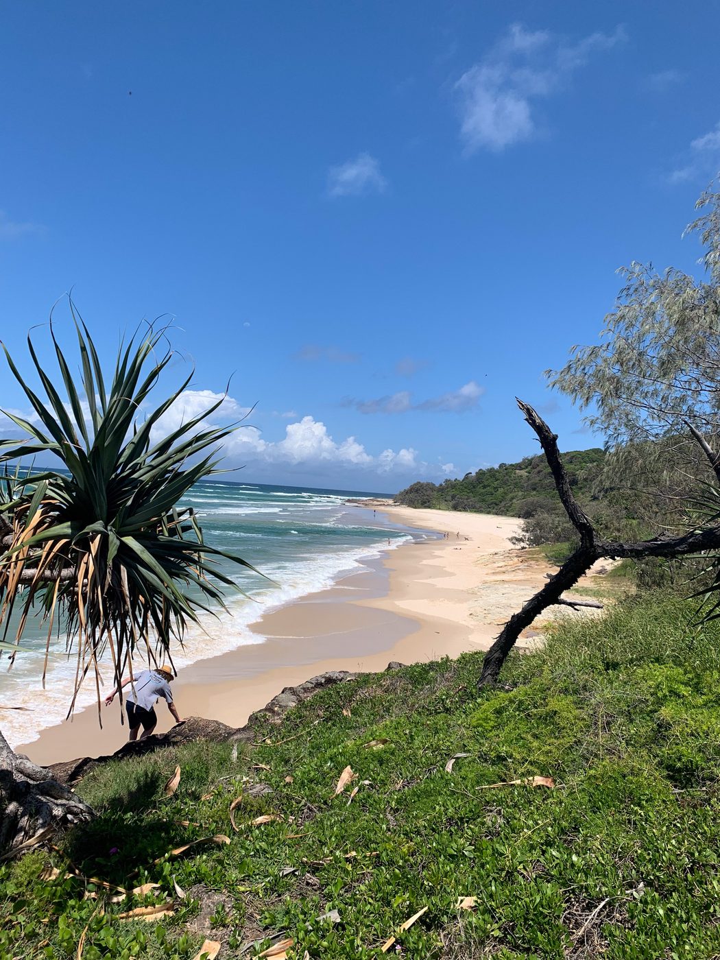 A sandy ocean beach bordered by rolling green hills and surf, framed by a pandanus palm and grassy slope in the foreground.