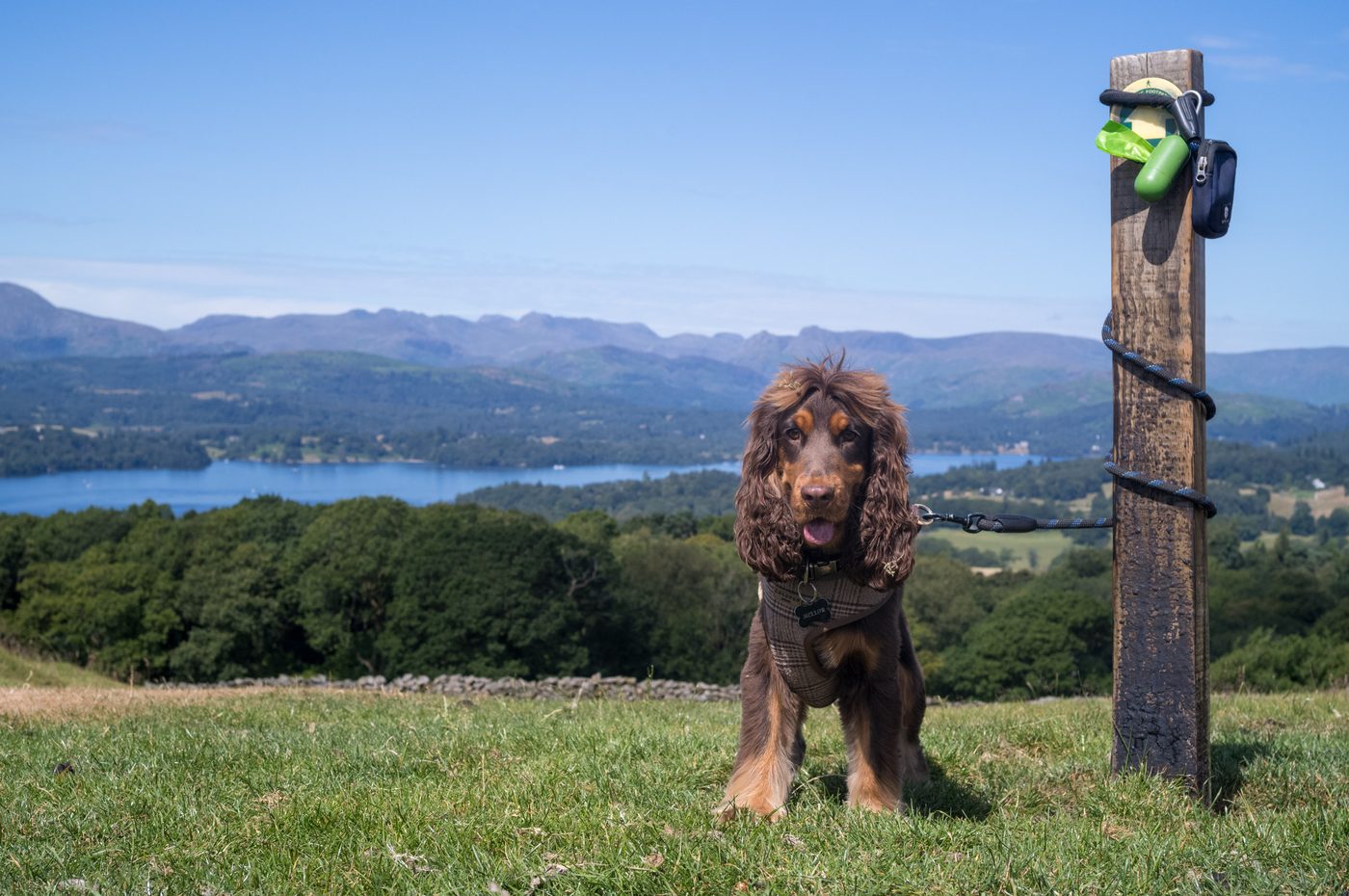 A brown cocker spaniel stands on green grass next to a wooden post, with Windermere and distant mountains behind.