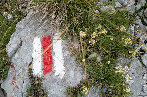 A red and white trail blaze painted on gray limestone surrounded by alpine grass and small yellow flowers.