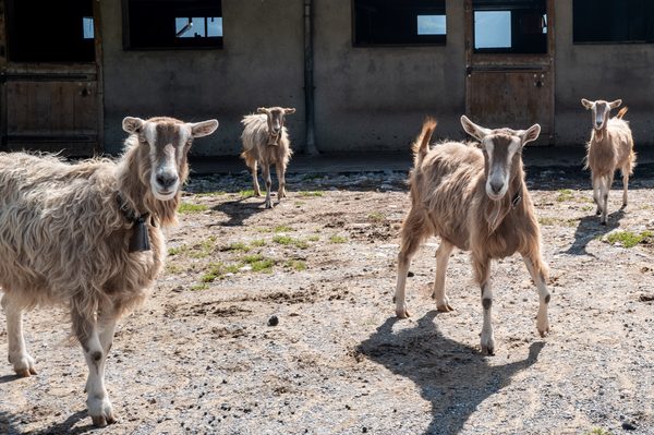 Four light-brown goats with shaggy coats stand on gravel outside a farm building with wooden half-doors.